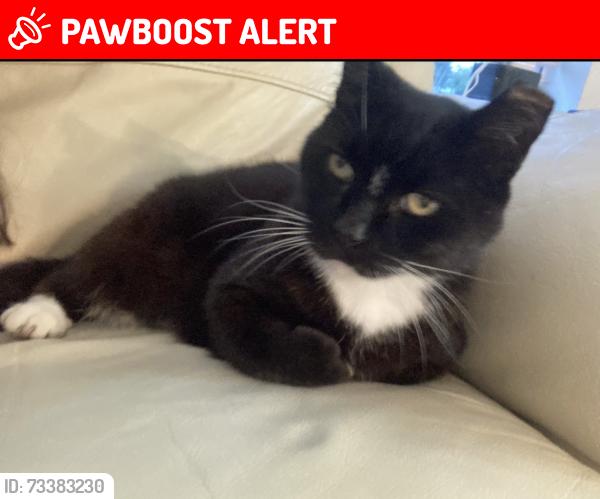 Lost Male Cat last seen Anchorage and flotilla, North Palm Beach, FL 33403