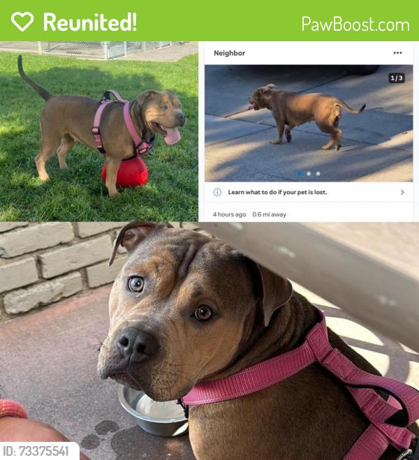 Reunited Female Dog last seen waddell way modesto, Modesto, CA 95357