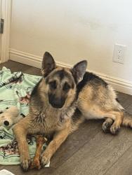Reunited Female Dog last seen Koala and Mojave road, San Bernardino County, CA 92301
