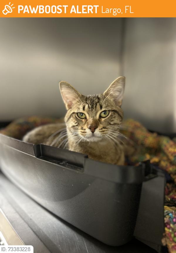 Found/Stray Male Cat last seen Charley’s at Ulmerton Road Largo, Largo, FL 33771