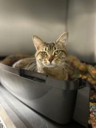 Found/Stray Male Cat last seen Charley’s at Ulmerton Road Largo, Largo, FL 33771