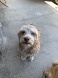 Lost Female Dog last seen Citrus, Fontana, CA 92335