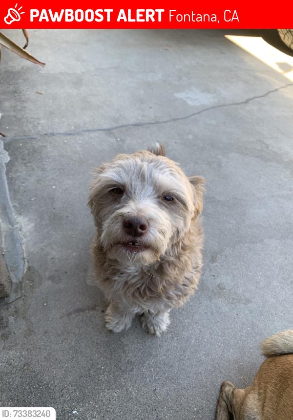 Lost Female Dog last seen Citrus, Fontana, CA 92335