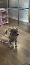 Lost Female Dog last seen Waldo neighborhood between Ward Parkway and Wornall. 77th Street area., Kansas City, MO 64114