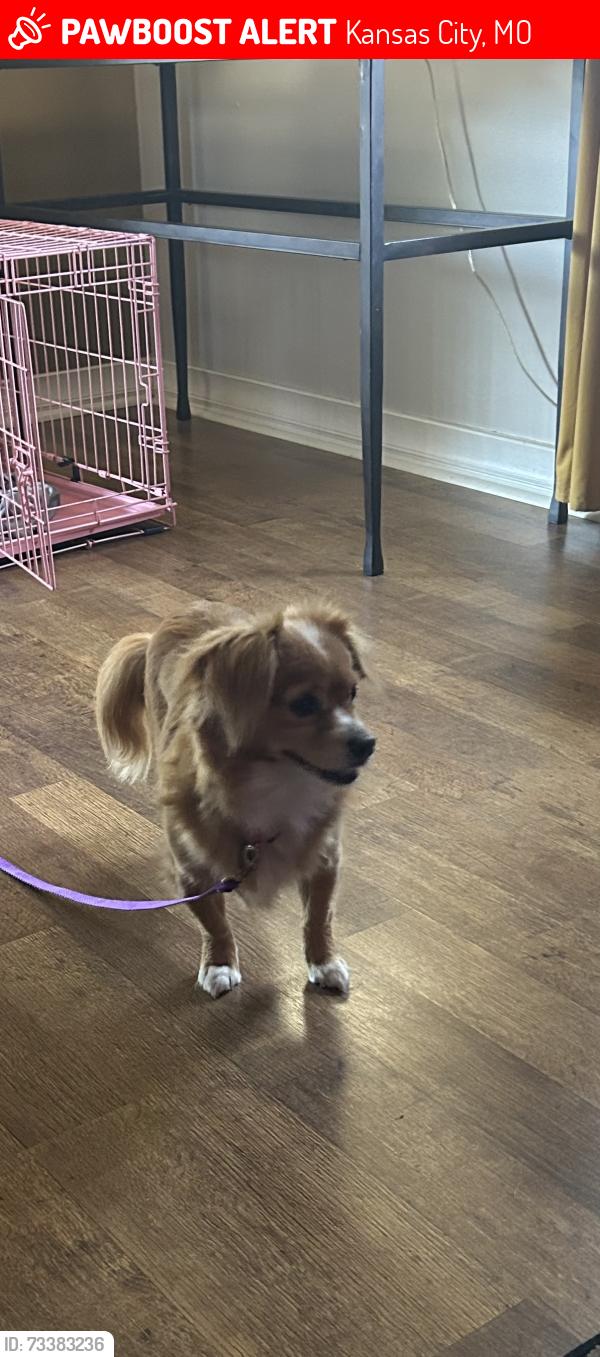 Lost Female Dog last seen Waldo neighborhood between Ward Parkway and Wornall. 77th Street area., Kansas City, MO 64114