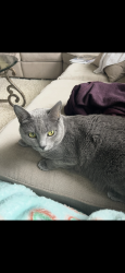 Lost Female Cat last seen 185th street, Shoreline, WA 98155