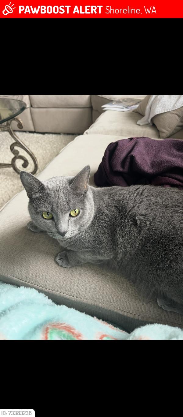 Lost Female Cat last seen 185th street, Shoreline, WA 98155