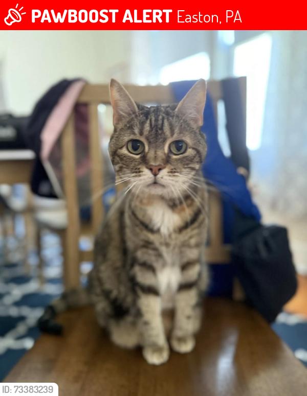 Lost Female Cat last seen Lafayette College Bookstore and McCartney Street, Easton, PA 18042