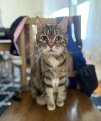 Lost Female Cat last seen Lafayette College Bookstore and McCartney Street, Easton, PA 18042