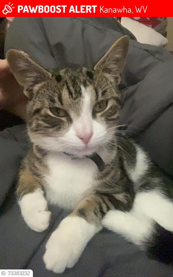 Lost Male Cat last seen kanawha City McDonald’s’s, Kanawha, WV 26142