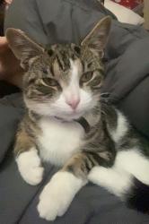 Lost Male Cat last seen kanawha City McDonald’s’s, Kanawha, WV 26142
