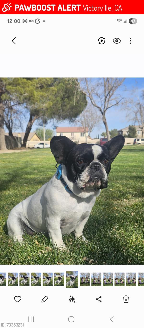 Lost Female Dog last seen Victorville & coolwater, Victorville, CA 92307