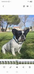 Lost Female Dog last seen Victorville & coolwater, Victorville, CA 92307