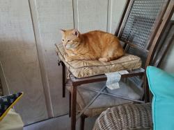 Lost Male Cat last seen CANARY AND cardinal Streets, Volusia County, FL 32720