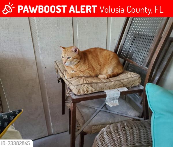 Lost Male Cat last seen CANARY AND cardinal Streets, Volusia County, FL 32720