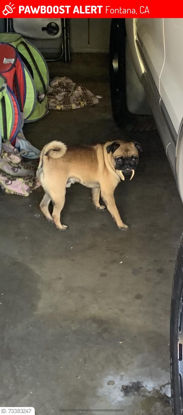 Lost Male Dog last seen Citrus, Fontana, CA 92335