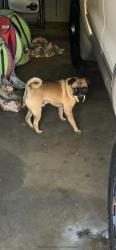 Lost Male Dog last seen Citrus, Fontana, CA 92335