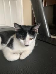 Lost Male Cat last seen Grace Hills Ln, Katy, TX 77494