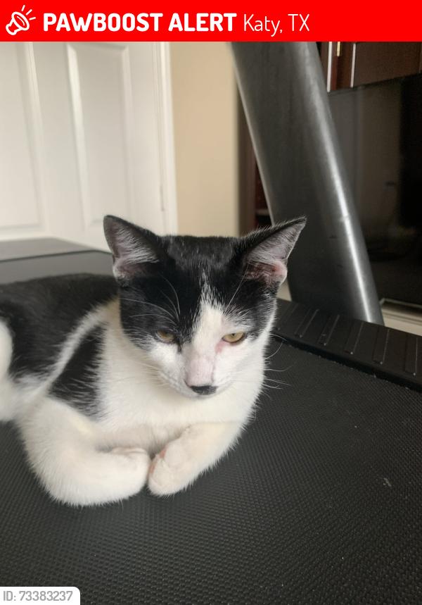 Lost Male Cat last seen Grace Hills Ln, Katy, TX 77494