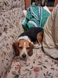Reunited Male Dog last seen N. Kinzer Rd, Kinzers, PA 17535