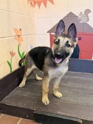 Shelter Stray Female Dog last seen , 31044 Charlie Canyon Rd, Castaic, CA 91384, USA