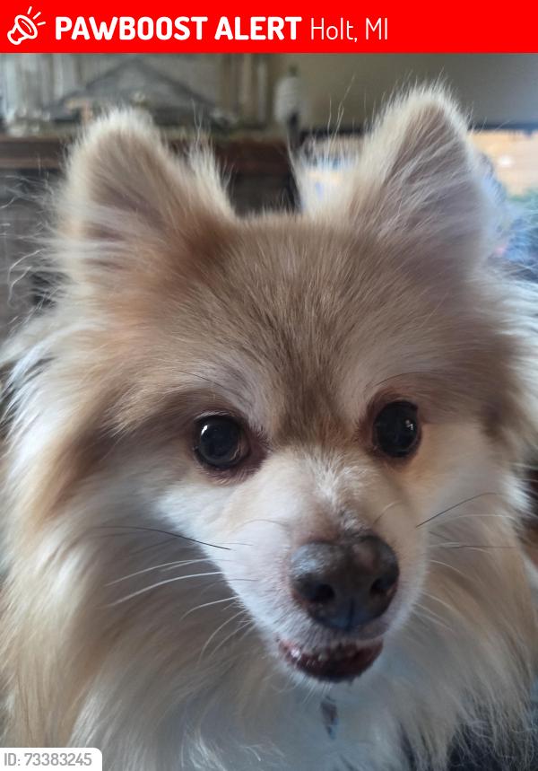 Lost Male Dog last seen Catalina and Holbrook, Holt, MI 48842