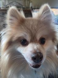 Lost Male Dog last seen Catalina and Holbrook, Holt, MI 48842