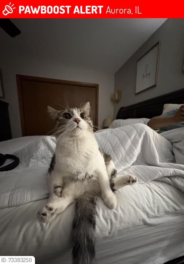 Lost Male Cat last seen Los Mangos, Aurora, IL 60505