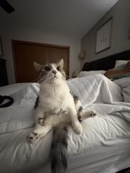 Lost Male Cat last seen Los Mangos, Aurora, IL 60505