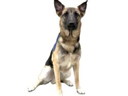 Shelter Stray Male Dog last seen , 3201 Lacy St, Los Angeles, CA 90031, USA