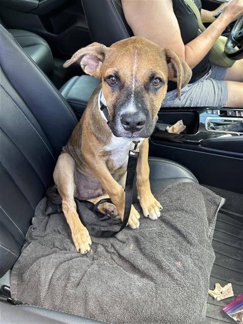 Shelter Stray Male Dog last seen , 4710 TX-151, San Antonio, TX 78227, USA