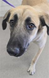 Shelter Stray Female Dog last seen CITRUS AND SAN BERNARDINO/RANDALL, 333 Chandler Pl, San Bernardino, CA 92408, USA
