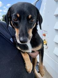 Shelter Stray Female Dog last seen Near BLOCK NW 61ST ST, OKLAHOMA CITY OK 73112, 2811 SE 29th St, Oklahoma City, OK 73129, USA