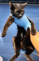 Shelter Stray Female Cat last seen 23RD ST X D ST, 333 Chandler Pl, San Bernardino, CA 92408, USA