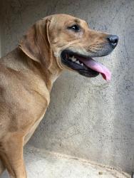 Shelter Stray Female Dog last seen Near BLOCK SE 54TH ST, OKLAHOMA CITY OK 73129, 2811 SE 29th St, Oklahoma City, OK 73129, USA