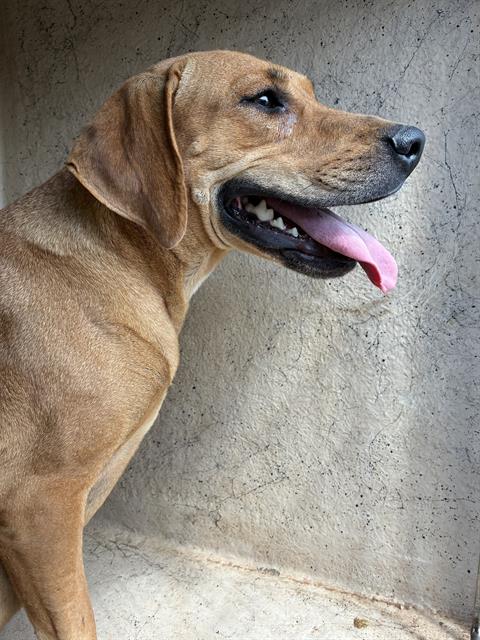 Shelter Stray Female Dog last seen Near BLOCK SE 54TH ST, OKLAHOMA CITY OK 73129, 2811 SE 29th St, Oklahoma City, OK 73129, USA