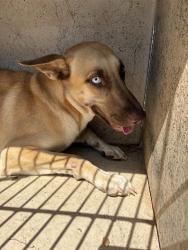 Shelter Stray Female Dog last seen Near BLOCK SE 54TH ST, OKLAHOMA CITY OK 73129, 2811 SE 29th St, Oklahoma City, OK 73129, USA