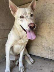 Shelter Stray Male Dog last seen Near BLOCK SE 54TH ST, OKLAHOMA CITY OK 73129, 2811 SE 29th St, Oklahoma City, OK 73129, USA
