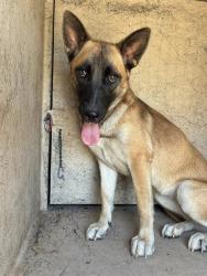 Shelter Stray Unknown Dog last seen Near BLOCK SE 54TH ST, OKLAHOMA CITY OK 73129, 2811 SE 29th St, Oklahoma City, OK 73129, USA