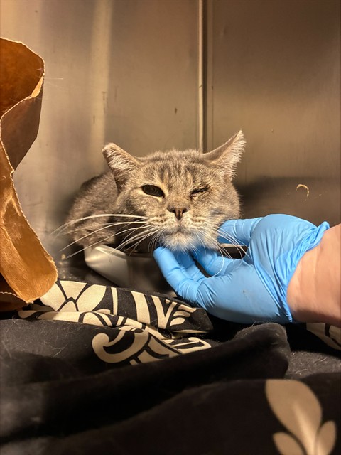 Shelter Stray Female Cat last seen Near BLOCK GOBI AVE, ROSAMOND CA 93560, 3951 Fruitvale Ave, Bakersfield, CA 93308, USA