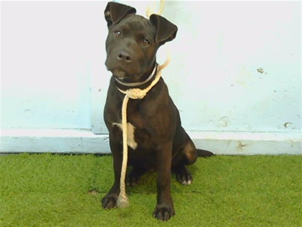 Shelter Stray Female Dog last seen , 216 W Victoria St, Gardena, CA 90248, USA