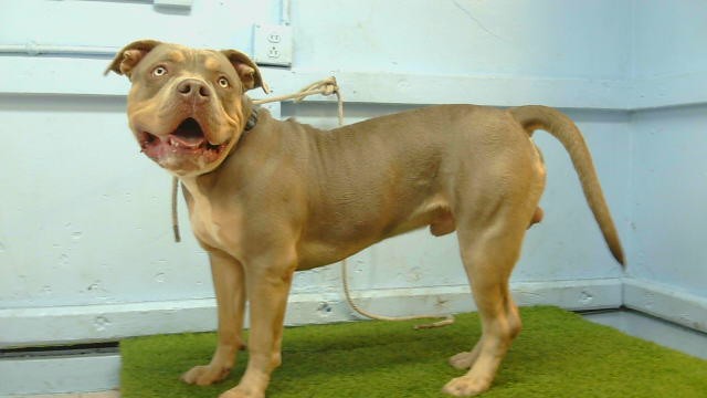 Shelter Stray Male Dog last seen , 216 W Victoria St, Gardena, CA 90248, USA