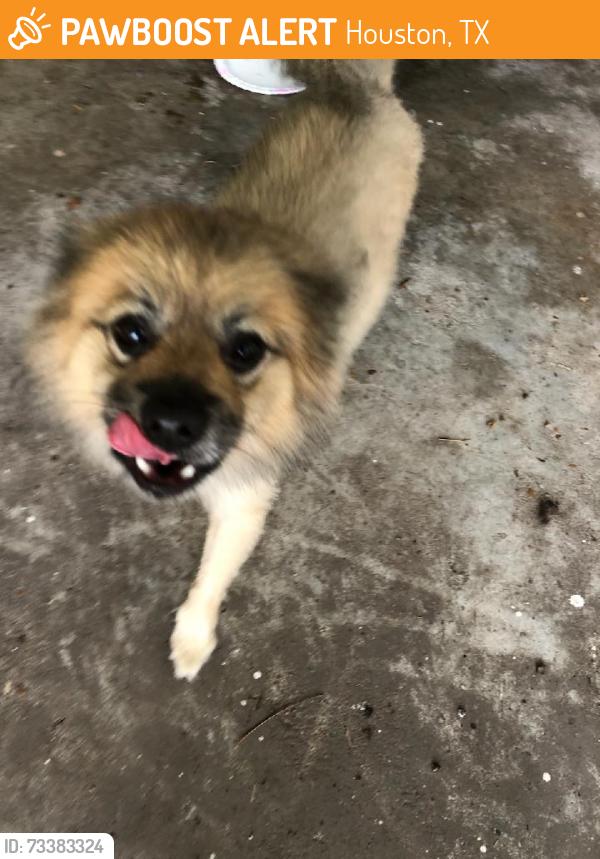 Found/Stray Male Dog last seen Colleen @ Galway Ln, Houston, TX 77080