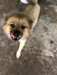 Found/Stray Male Dog last seen Colleen @ Galway Ln, Houston, TX 77080