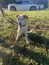 Found/Stray Male Dog last seen Near foster dr, Conroe, TX 77301