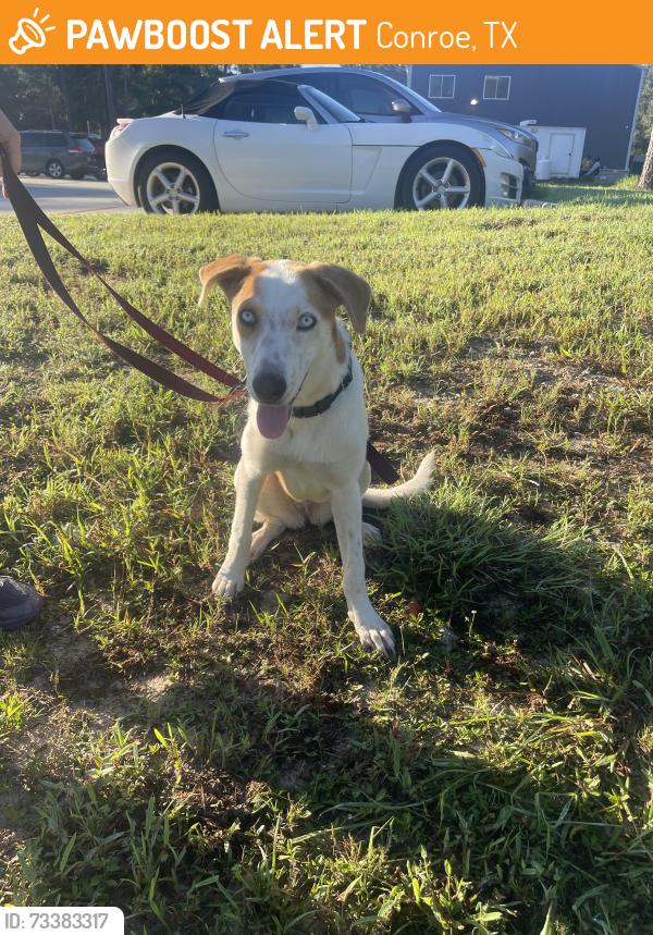 Found/Stray Male Dog last seen Near foster dr, Conroe, TX 77301
