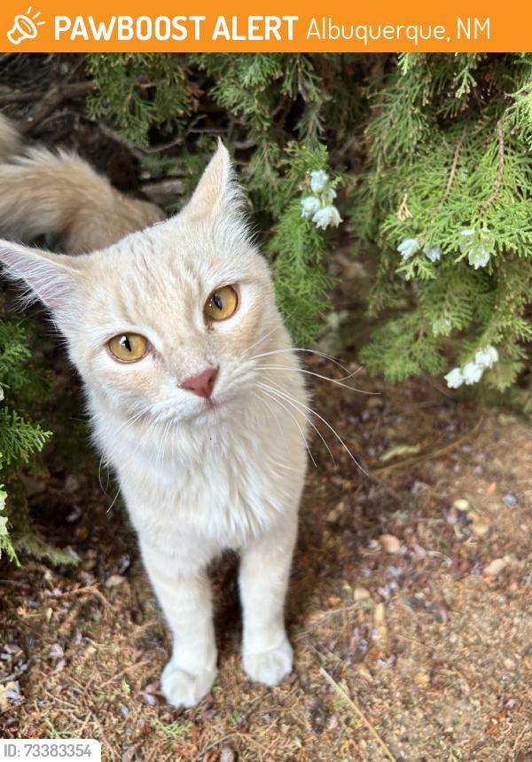Found/Stray Unknown Cat last seen flor del sol, Albuquerque, NM 87120