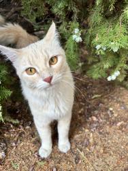 Found/Stray Unknown Cat last seen flor del sol, Albuquerque, NM 87120