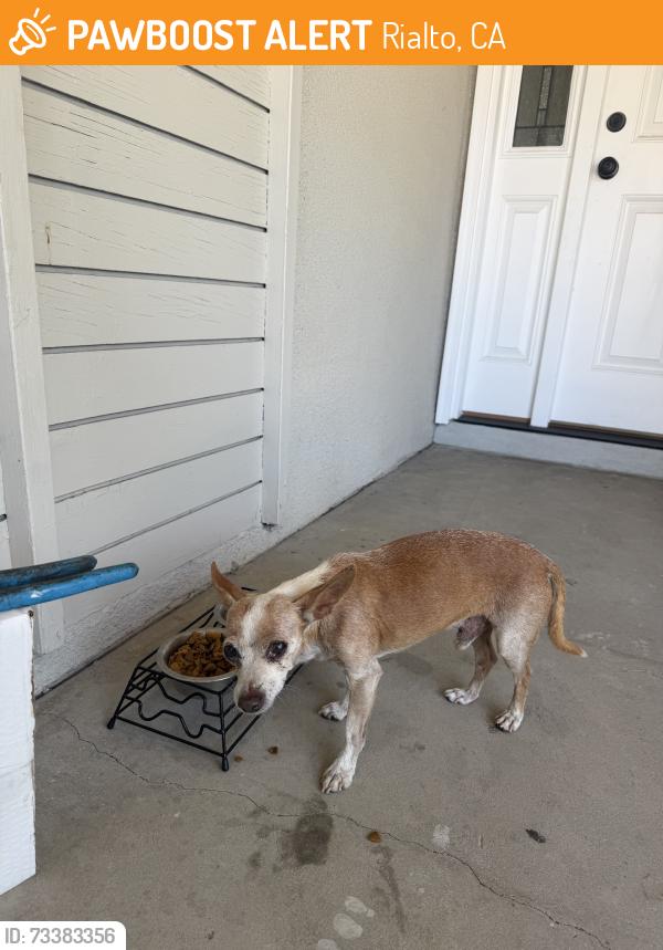 Found/Stray Male Dog last seen riverside ave & walnut, Rialto, CA 92376