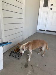 Found/Stray Male Dog last seen riverside ave & walnut, Rialto, CA 92376